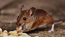 24 Hour & Emergency Exterminators in Madison, MS
